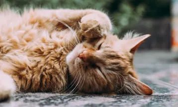 Sederet Perilaku Kucing dan Artinya, Cat Lovers Wajib Tahu