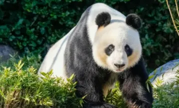 Tiongkok Pinjamkan Sepasang Panda Baru ke Australia untuk Melanjutkan Diplomasi Panda