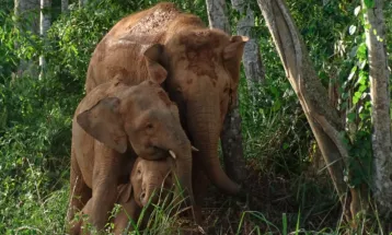 Bornean Elephant Declared as Endangered Animal by IUCN