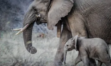 Fakta Unik: Mengapa Gajah Punya Belalai Panjang?