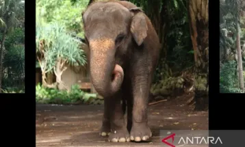 Bali BKSDA to Evaluate Bali Zoo After Molly Elephant Swept Away by River